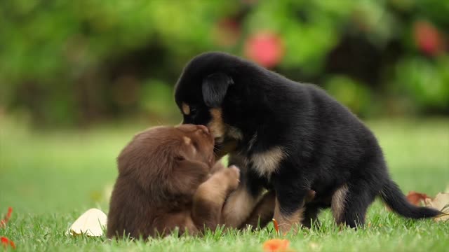 Cute puppy’s 4k video