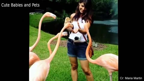 Funny Animals Scarring And Chasing People Compilation