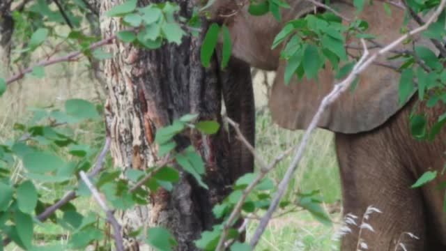 Special footage of a 1 month old desert elephant testing strength pushing against a tree.