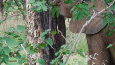 Special footage of a 1 month old desert elephant testing strength pushing against a tree.