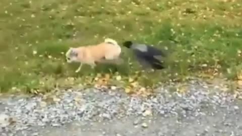 Dog Funny video