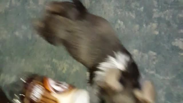 Small dog on carpet stealing 3 liter of root beer