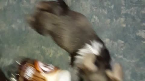 Small dog on carpet stealing 3 liter of root beer