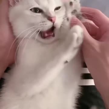 ps😹_ #funny Cute Cats #shorts Video😂_ #trending #animals #reels