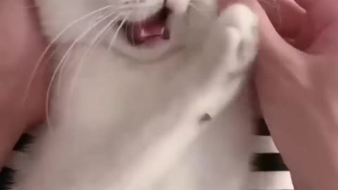 ps😹_ #funny Cute Cats #shorts Video😂_ #trending #animals #reels