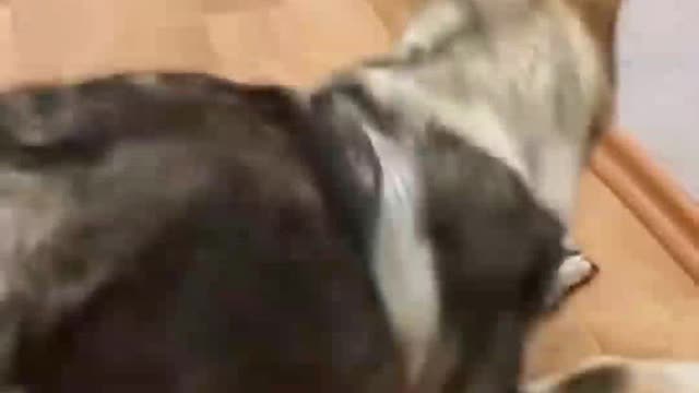 When the cat shows who the dog is