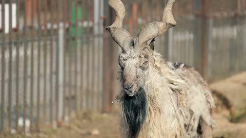Horned mountain goat closeup