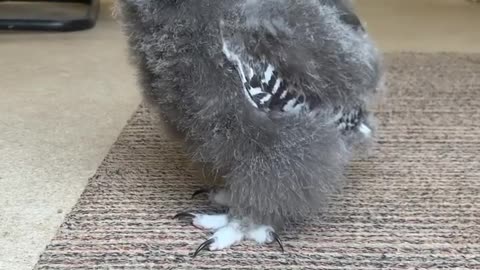 Peregrine falcon Child