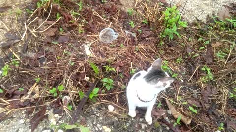 Cute Cat.