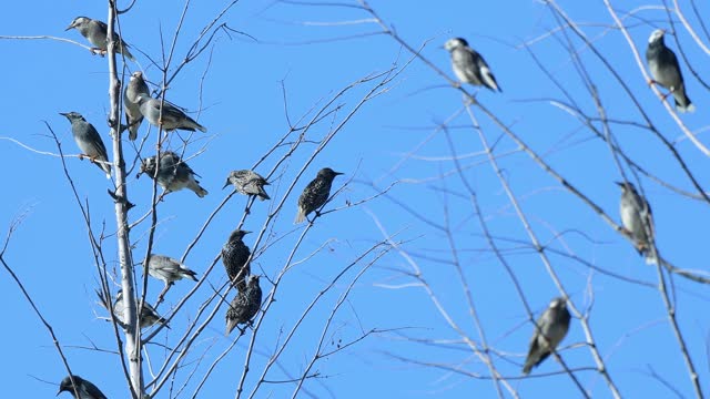 A Flock Of Rook Birds Perched On Dried Tree Branches