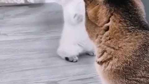 Cats are so funny PART 3 FUNNY CAT VIDEOS 😂 😂 😂