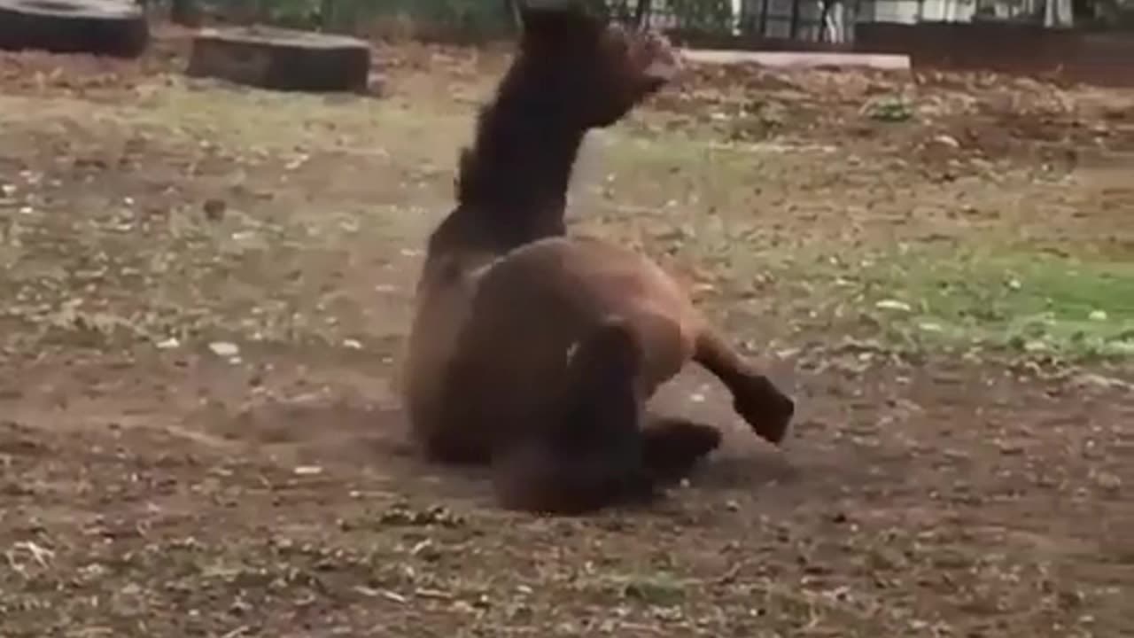 Dog and horse best friend