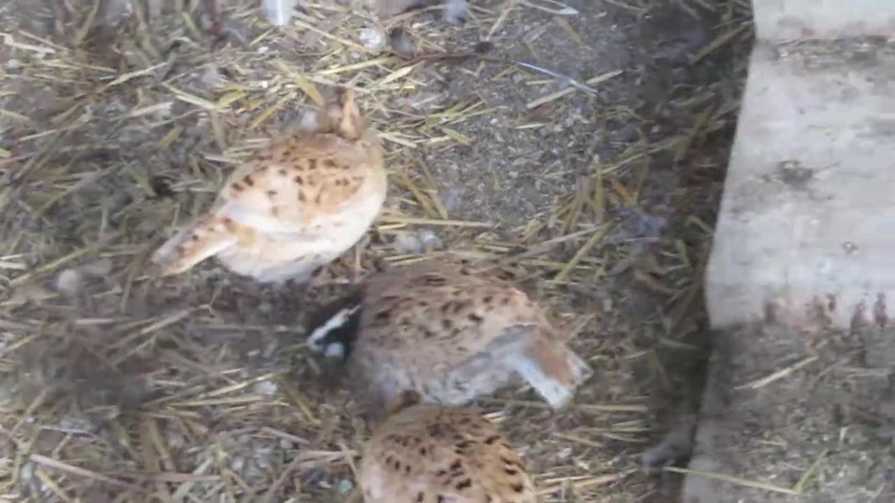 Button quail chicks (3)