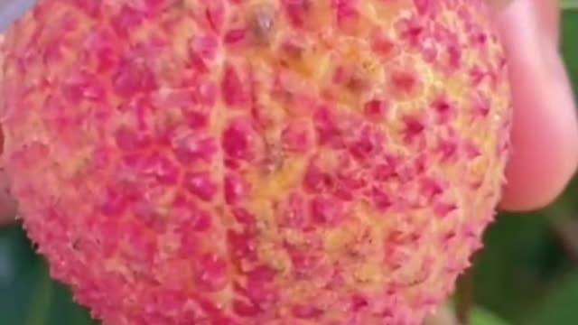 Fruits Video Farm Fresh Ninja Fruit Cutting Satisfying Fruit | Amazing Fruits Video #fruits #short