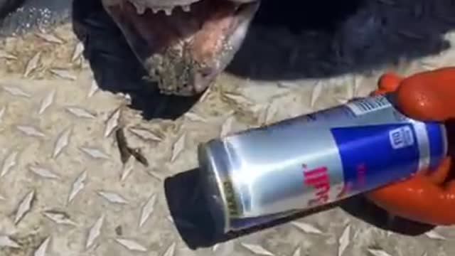 Sea fish 🐠🐟 break a cold drink bottle