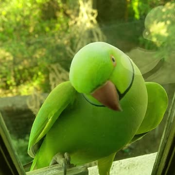 A Green Parrot Perched On A Glass Window Ledge (12)