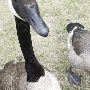 Play with geese