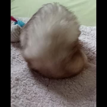 Ferret hiccups, burp and sneezes, oh my!!