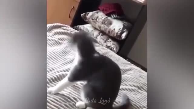 OMG So Cute ♥ Best Funny Cat Videos 2021 #rumble 09