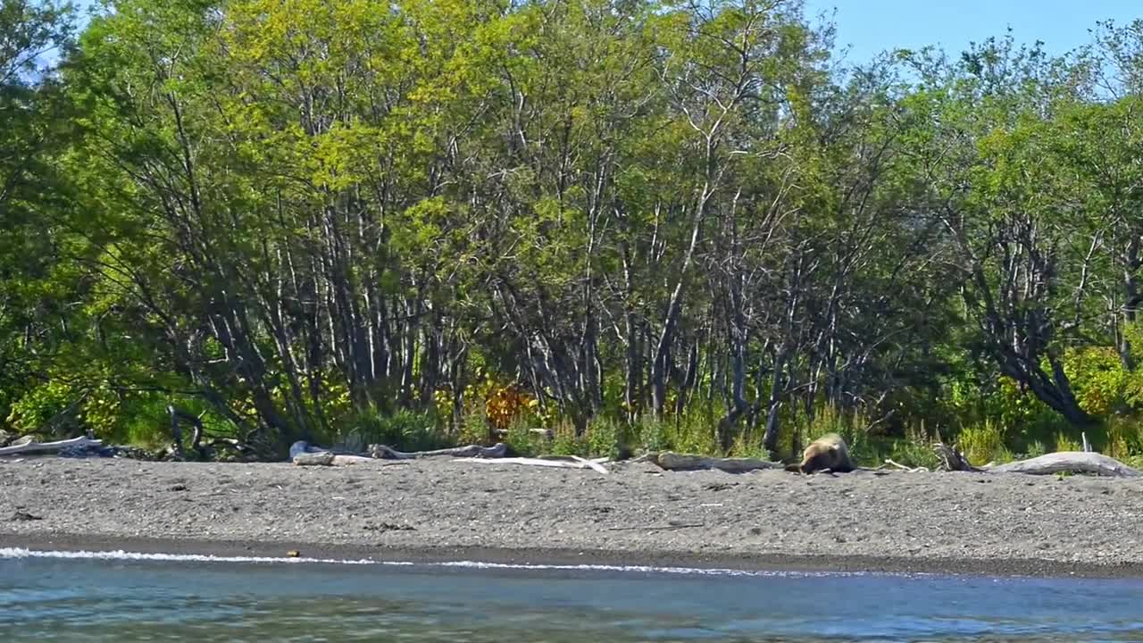 Bear is Dangerous wild animals. Avki Fluffy brown lies resting on calm river bank with green forest