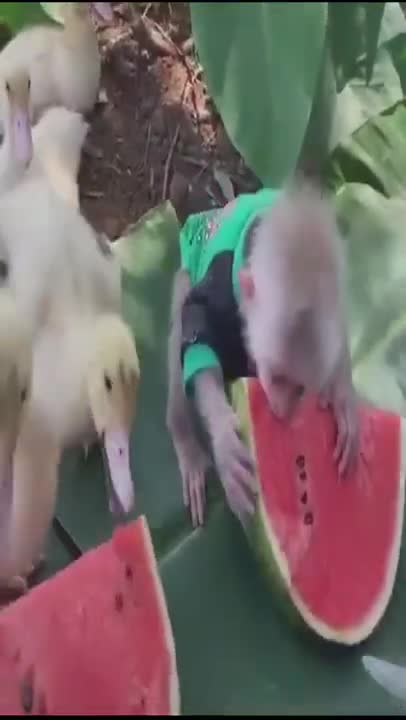 Super cute elephant dogs and cats - watch really hard #shorts