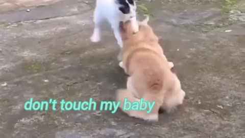 Don't touch my baby, cat videos