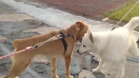 Golden Retriever Meets Siberian Husky