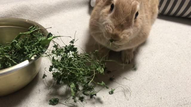 bunny eats dandelion