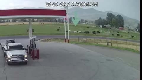 Lightning Strikes Cow