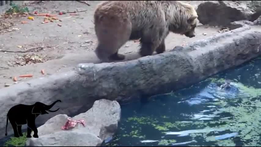 Bear save crow from drowning