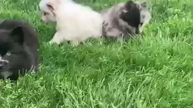 Pomsky