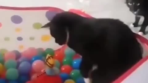 No, I'm not going in there, and don't ask!