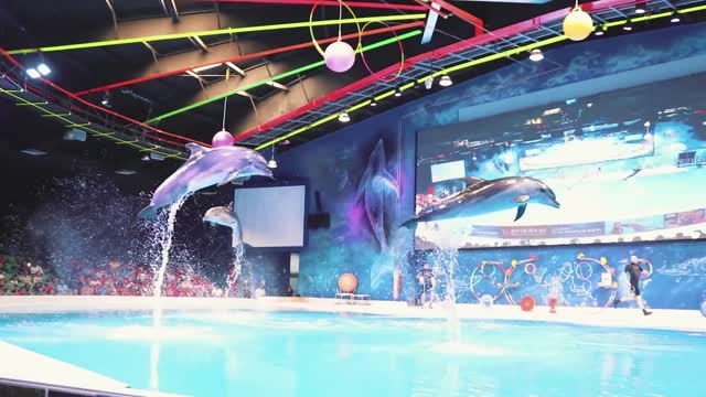 Best of dubai dolphin show 2021