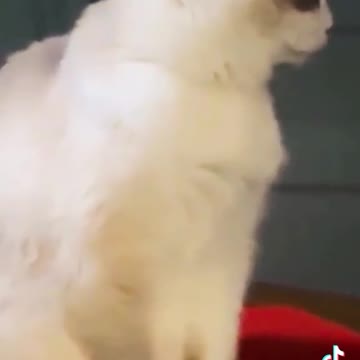 You love this tiktok funy video