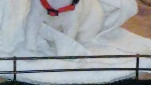 Pup