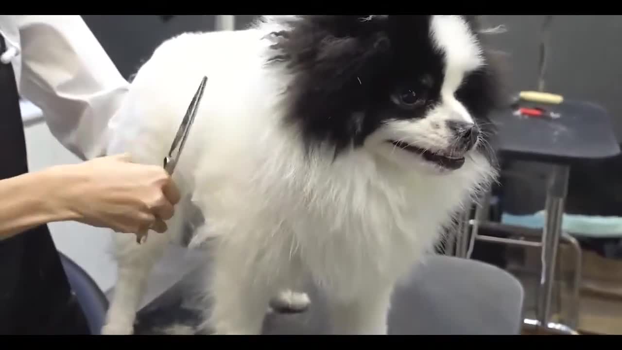 POMERANIAN DOG HAIR CUTTING