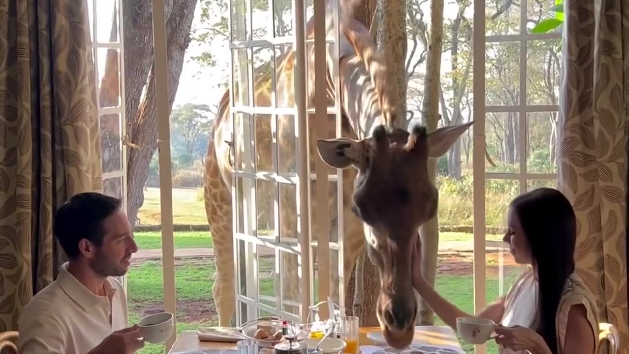 Giraffe Manor Hotel In Kenya U Have An Opportunity To Have Breakfast In The Company Of Giraffes That Comes To The Windows Of The Room