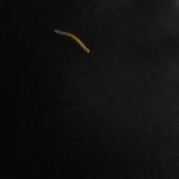 Slow mo inch worm