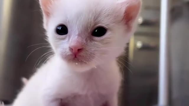 Cute Cat