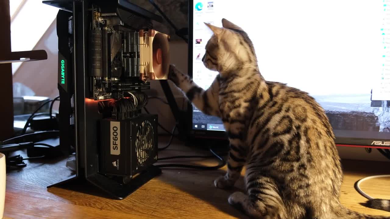 Cat vs CPU Cooler!!!!!