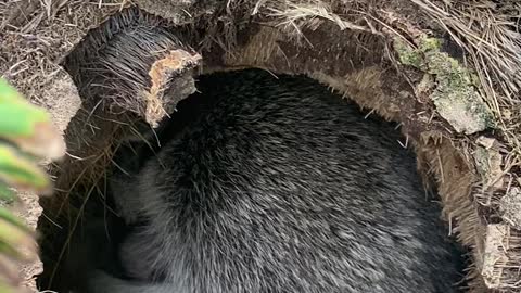 Raccoon with her babies