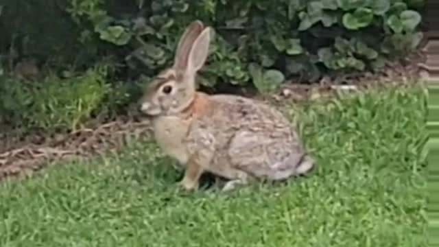 Every Bunny!