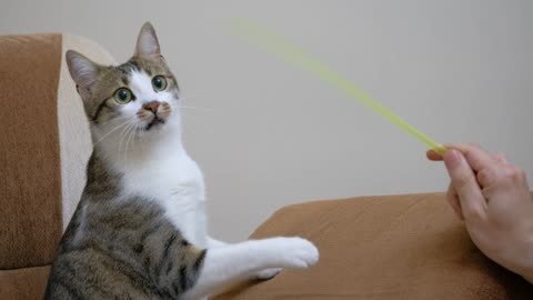 Pet owner playing with a cute cat