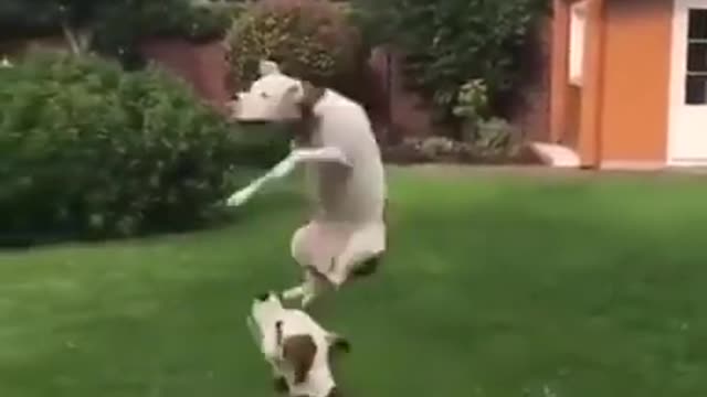 Cute dogs playing Balloon
