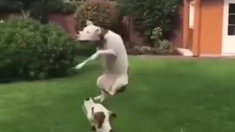 Cute dogs playing Balloon