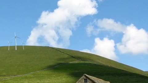 herd of cows