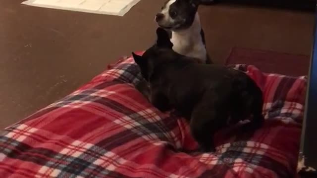 Dog spinning on plaid bed