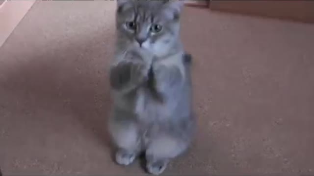 Cute Cat Asking For Food