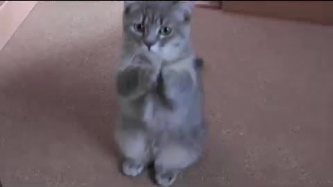 Cute Cat Asking For Food