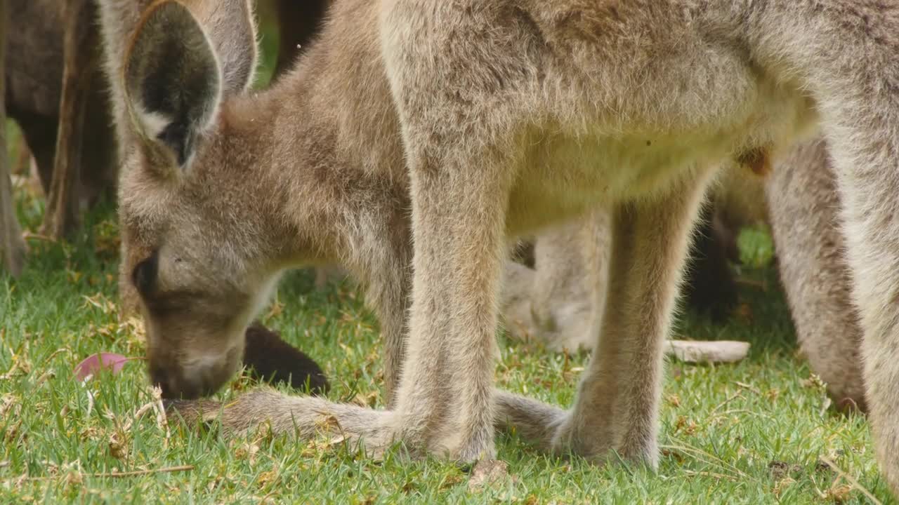 Eastern grey kangaroo marsupial wildlife native to Australia